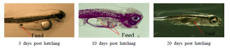 Observation of food digestion after feeding of hatched larvae P. argenteus