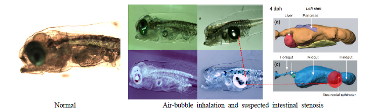 Observation of air-bubble inhalation and followed intestinal stenosis. left, normal; middle, air-bubble inhalation and suspected intestinal stenosis; right, a scheme of intestinal stenosis