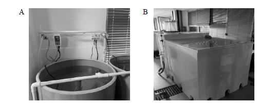 Experiment tank (1 ton) for intermediate culture. (A) flow-through tank as a control, (B) RAS tank