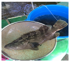 Hybrid grouper rearing on a biofloc technology.