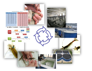 Selective breeding process of F.chinensis.