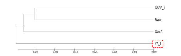 Unweighted pair group method with arithmetic mean (UPGMA) dendrogram of different biofloc farms microbial community. indoor fresh water (CARP), indoor seawater (RWA), indoor low salinity (Gun-A) and outdoor seawater (YA_1).