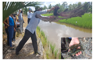 P. monodon and rice culture in Vietnam.