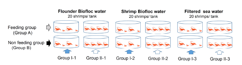 Schematic diagram of the experimental setup for cannibalism of fleshy shrimp, F. chinensis. (Group I shrimp size different, Group II shrimp size not different)