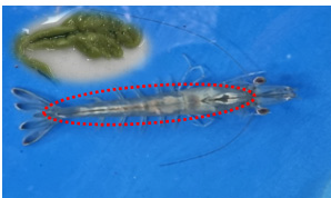 Ovary of mature farm-reared fleshy shrimp F. chinensis.
