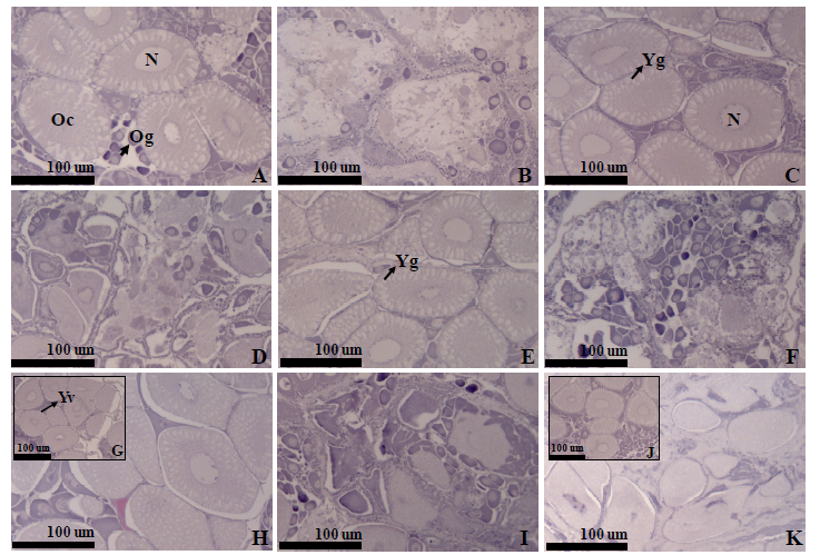 Gonad development of female F. chinensis fed different kinds of diets [Polychaetes+Squid (P+S), Polychaetes+Clam (P+C), Polychaetes+Squid+Clam (P+S+C), Commercial Feed (CF), Mix of Animal Feed (MAF)]. (A) P+S (maturation stage), (B) P+S (spawning stage), (C) P+C (maturation stage), (D) P+C (spawning stage) (E) P+S+C (maturation stage), (F) P+S+C (spawning stage), (G) CF (growing stage), (H) CF (maturation stage), (I) CF (spawning stage), (J) MAF (maturation stage), (K) MAF (spawning stage). N, nuclear; Oc, Oocyte; Og, Oogonia; Yg, Yolk granule; Yv, Yolk vesicle. X100.