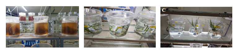 An experiment to investigate effects of seaweed and seagrass on eliminating nitrogen compounds with the aim of applying the aquaponics in aquaculture farms. (A) Sargassum horneri, (B) Zostera spp., (C) Spartina anglica.