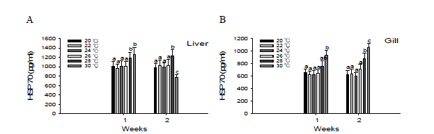 Heat shock protein 70 changes in liver (A) and gill (B) of olive flounder P. olivaceus in biofloc exposed to different temperatures for 2 weeks.