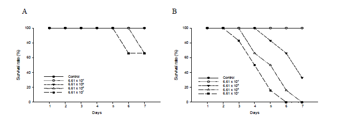 Survival rates of olive flounder, P. olivaceus, cultured in biofloc (A) and seawater (B) exposed to Edwardsiella tarda.