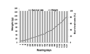 Growth and survival rate of BFT-farmed P.olivaceus.