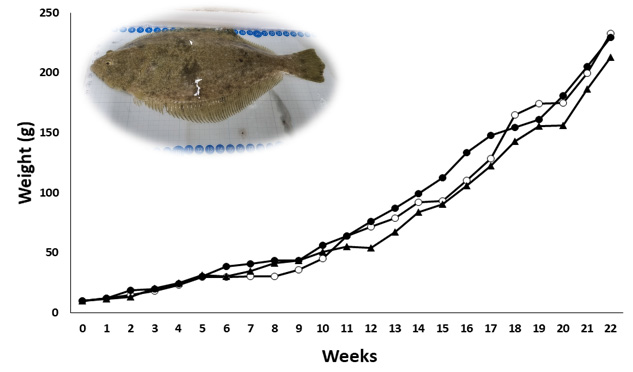 Comparison of animal growth rate between divided (no division, once and twice) experimental tanks.