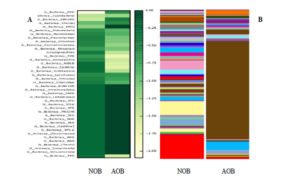 Comparison of nitrite (NOB) and ammonia oxidizing bacterial (AOB) population [phylum (A) and family (B)].