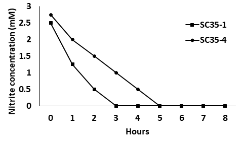 Nitrite oxidation efficiency of SC35-1 and SC35-4.