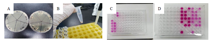 Exploration of beneficial microorganisms in the tidal flat (A: selection, B: separation and incubation, C and D: nitrite oxidation test).