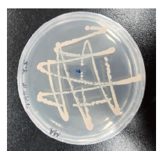 Isolation and incubation of TA11A.