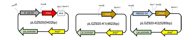 replication origin을 PBR322 origin