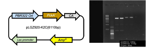 gel electrophoresis 및 DNA 서열분석