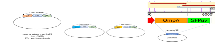 InaK, OmpA, MalE와 형광단백질(GFP)의 결합 단백질 발현 벡터 및 DNA 서열분석