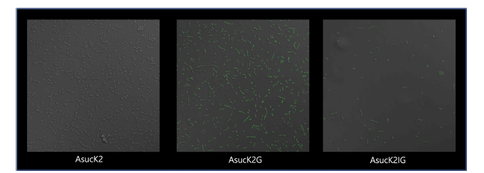 공초점 형광현미경(confocal microscope) 분석