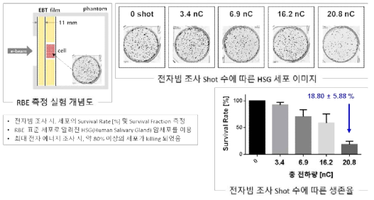 고에너지 전자빔 RBE 측정 결과