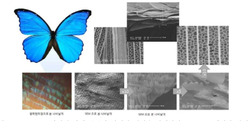 모르포 나비의 날개 부분과 날개의 인편을 확대하여 SEM으로 관찰한 사진
