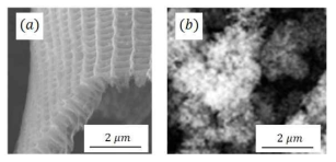 (a)나비날개 인편의 SEM 확대 이미지 (b)기존 논문에 사용된 탄소 폼 타겟의 SEM 확대 이미지