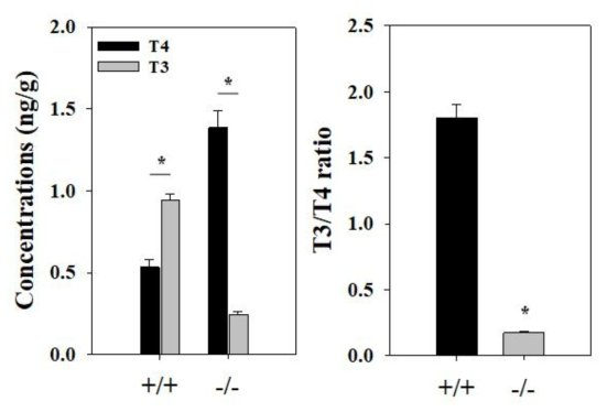 Dio2 KO model에서 갑상선 호르몬의 양