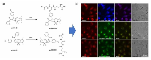 (a) BODIPY 구조 기반 GSH 센서 메커니즘 (b) pcBD2-Cl-GSH 의 세포내 분포를 확인하기 위한 이미지