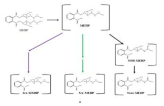 인체 뇨시료 중 Mono(ethylhexyl)phthalate의 주요 대사 경로 추적