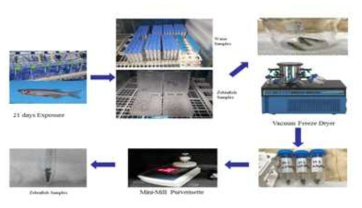 Zebrafish 21일 노출시험 후 개체별 동결 분쇄 시료 획득 모식도