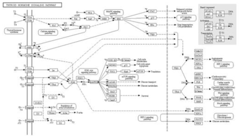 Thyroid hormone pathway