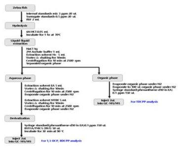 Zebrafish 중 TDCPP 및 그 대사체들의 전처리 방법