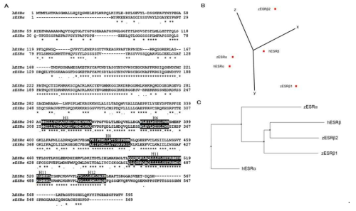 1. Sequence alignment 비교 결과 (A) hESRα 및 zESRα의 아미노산 배열 비교 (B) hESRs 및 zESRs의 주성분분석 (C) hESRs 및 zESRs의 계통발생분석
