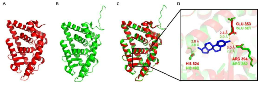 Sequence alignment 비교 결과. (A) hESRα 구조 (B) zESRα 구조 (C) hESRα 및 zESRα의 중첩구조 (D) 17β-estradiol (E2)와 hESRα 및 zESRα에서의 주요 수소결합 결과