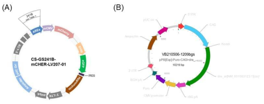 (A) ARE reporter vector 및 (B) zfAR vector maps