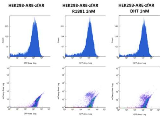 DHT 및 R1881 노출에 따른 HEK293-ARE-zfAR 세포의 ARE promoter 반응성