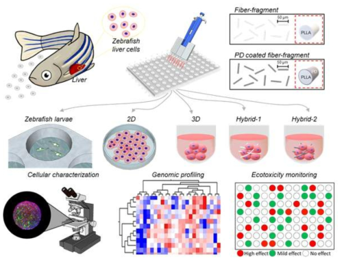 어류 간세포 (Zebrafish liver cells)과 바이오소재를 접목한 차세대 3차원 배양평가 플랫폼