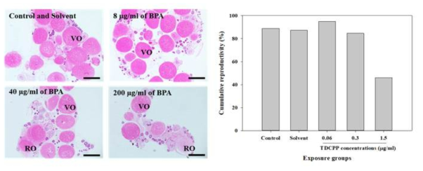 BPS에 노출된 암컷에서의 난모세포 성 성숙과 TDCPP에 노출된 제브라피시의 누적 산란율. VO: vitellogenic oocytes, RO: regressive oocytes