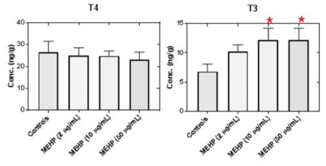 MEHP 노출에 따른 zebrafish 내 갑상선 호르몬의 변화