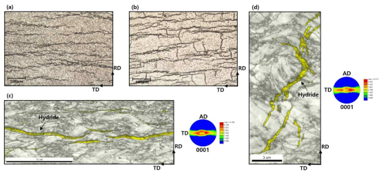 수소화물재배열 실험 후 확인한 미세조직 (a) 원주방향 수소화물 광학현미경 관측사진, (b) 방사방향 수소화물 광학현미경 관측사진, (c) 원주방향 수소화물 EBSD Phase map과 Zr basal plane의 Pole figure, (d) 방사방향 수소화물 EBSD Phase map과 Zr basal plane의 Pole figure