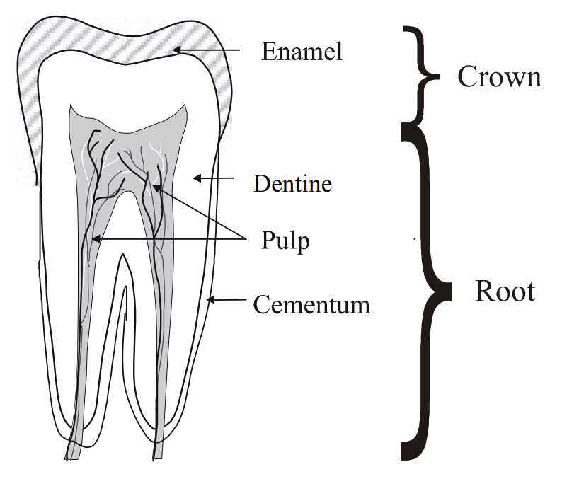 Anatomy of a tooth