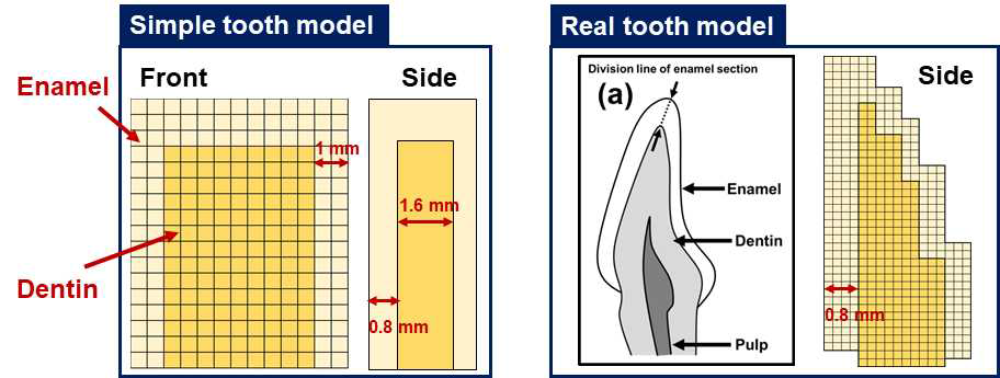 치아의 흡수선량값 및 선량균일도 확인을 위한 복셀 타입의 치아 모델 (MCNP6)
