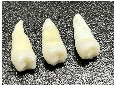평가에 사용된 3개의 Premolar 치아 샘플