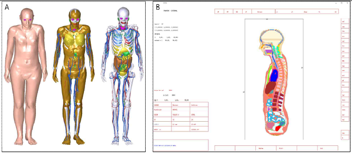 A) ICRP145 MRCP 메쉬형 표준 전산 인체모형과 B) MCNP6.2에 업로드된 인체모형