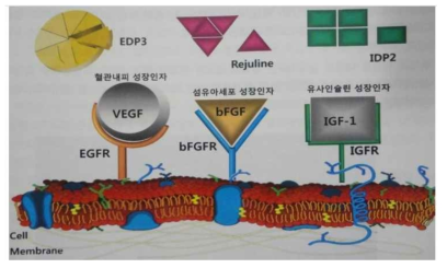 모발재생과 성장인자의 역할