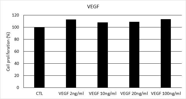 VEGF 의 농도별 처리 시 사람 모유두세포의 증식률 비교(CTL: VEGF 0 ng/㎖)