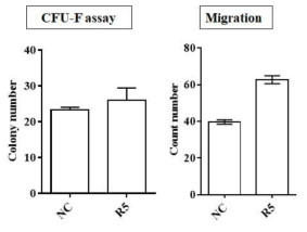 선정된 지질 유래 물질 중 R5를 처리한 canineAD-MSC에서 CFU-F colony 생성능, Migration 능력 검증