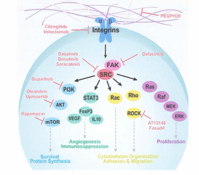 Schematic of the canonical Integrin/Src/FAK signalling network