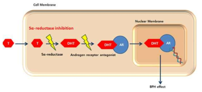 5α- reductase에 의한 테스토스테론의 (DHT) 전환