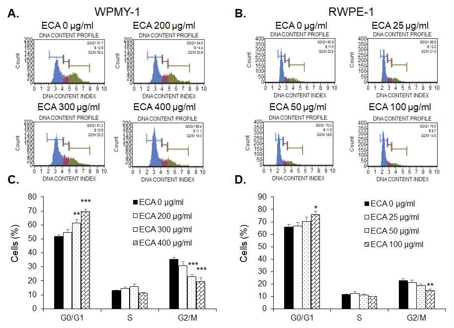흰말채나무 추출물 처리에 의해 전립선 세포의 세포주기 변화확인 A, B. 전립선 기질세포(WPMY-1)와 상피세포(RWPE-1)의 세포주기 변화확인 C, D. 전립선 기질세포(WPMY-1)와 상피세포(RWPE-1)의 세포주기 변화를 수치화 ( * p<0.05, ** p<0.01, *** p<0.001)